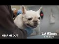 What’s happening to veterinarians? Burnout and suicide are causing a crisis within the profession