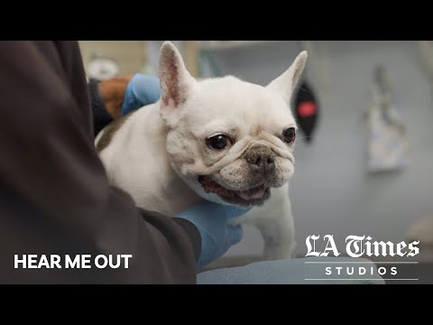 Video letter: Veterinarians are in a suicide crisis - Los Angeles Times