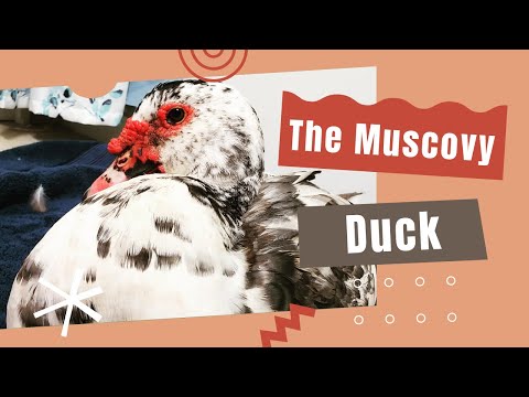 , title : 'The Muscovy Duck: Everything You Need to Know'
