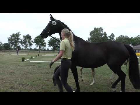 Sudweyher Fohlentermin 2020 - Kat.-Nr. 05