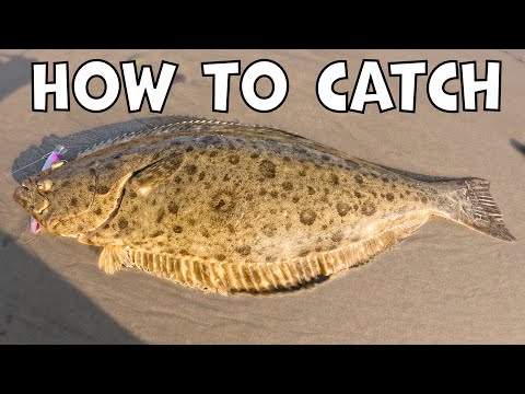 How to Catch Halibut 2025 Tutorial [SoCal Surf Fishing]