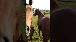 Download lagu Horse mating behind the scene video 40 mp3