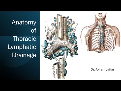 Anatomy of Thoracic Lymphatic Drainage (Simplified)