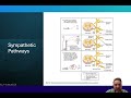 Sympathetic Nervous System
