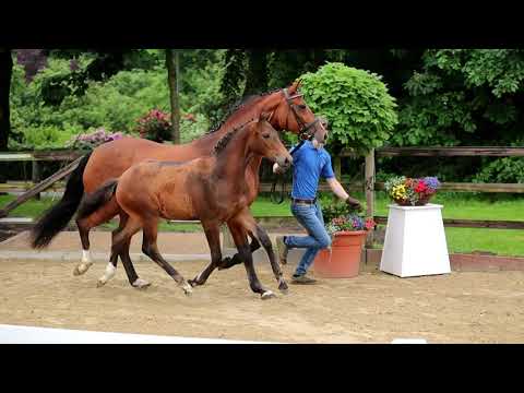 Stutfohlen von Fusionist x Comte