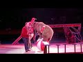 Castle S Performing Bears W James Tepa Hall Thursday 11 28 2019 Hadi Shrine Circus Evansville