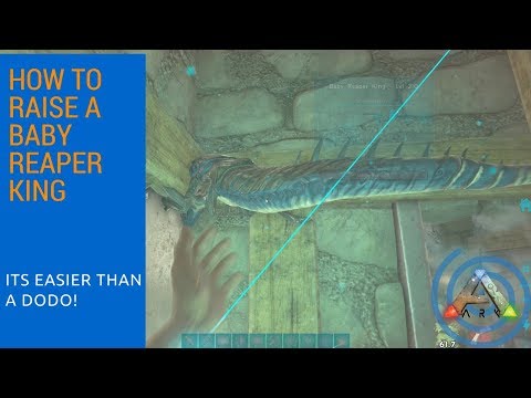 How to Raise a Baby Reaper King