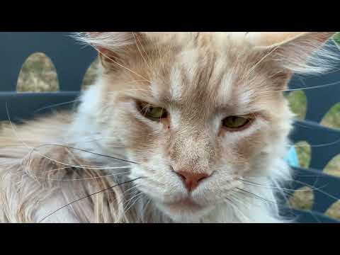 Beautiful Maine Coon amber eyes, ear tufts and profile