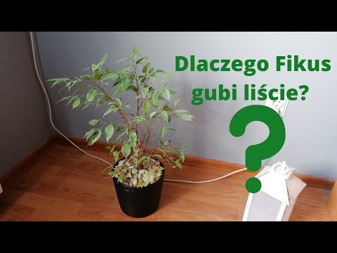 Dlaczego Fikus  Benjamin gubi liście? Jak zapobiec opadaniu liści? #fikus
