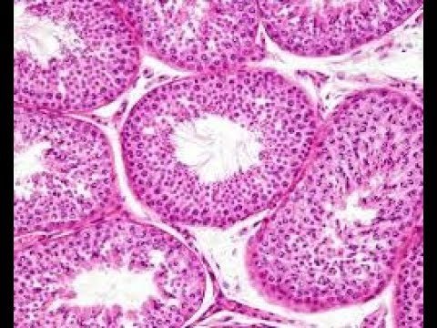 L'anatomie d'une cellule eucaryote