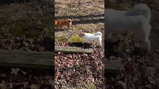 Video preview image #1 Chiranian Puppy For Sale in Atlanta, GA, USA