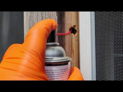 Carpenter Bees Drilling Into Home in Hightstown, NJ