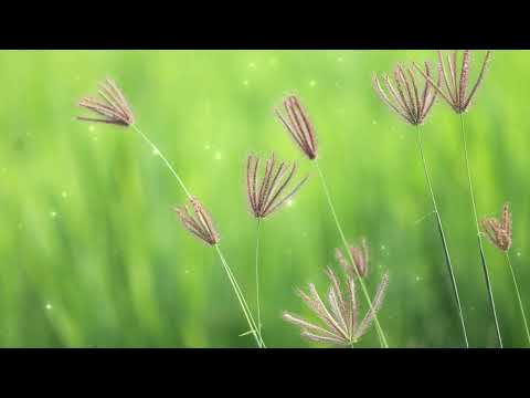 Wildflowers - Step Brother