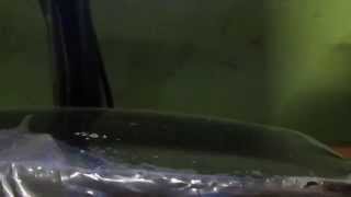 Los Amigos  - David Bustamante (Cover)