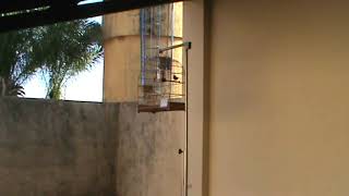 FEBRAPS 2018 - 1a. ETAPA LINS-SP