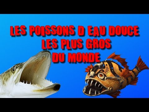 LES POISSONS LES PLUS GROS DU MONDE  [EN EAU DOUCE]
