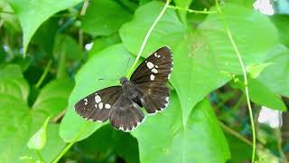 ムビる18487 20210725 005 ダイミョウセセリ関東型 daimyouseseri