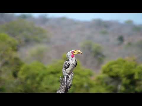Djuma: Yellow-billed Hornbill pushes Red-billed Hornbill off of perch - 06/30/19