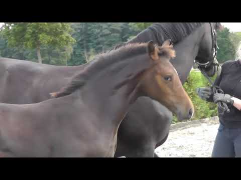 "ZIDANE"- Weidenhof-Verkaufspferd: Hengstfohlen 2020,Hannoveraner, v. Zinedream