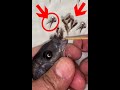 Kadango Cichlid Fish Giving Birth Fish Fishingvideo