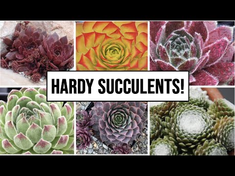 Hardy Succulents To Grow Outside!  (Hardy to -30°F)