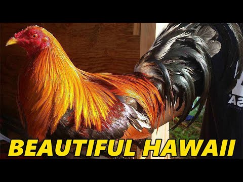 Beautiful Larry Romero Albany Jorge Farm Hawaii - Farm Visit