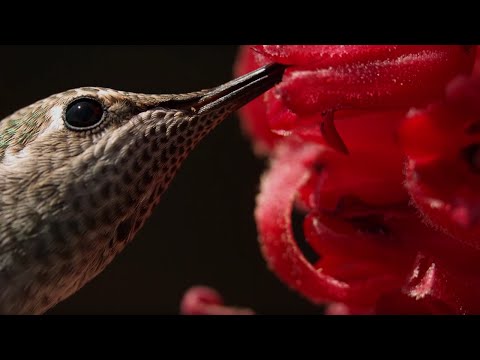 YouTube video about: What kind of bird can drink nectar from flowers?