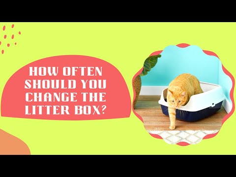 How Often Should You Change The Litter Box??