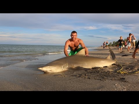 Three Sharks Caught in Five Minutes!