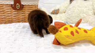 ハーフ犬の動画01