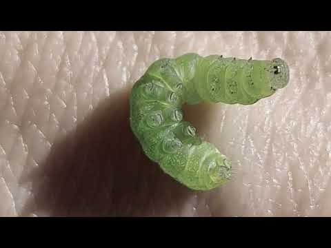 Eric Fish & Friends - Elemente offizielles Musikvideo