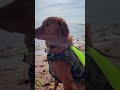 My Latest Adventures ️ Cute Puppy Funnydogs Narvey