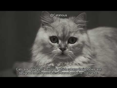 Is it Safe for a Cat to Eat Bread? What Every Cat Owner Needs to Know!