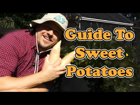 Why Raised Garden Beds Are Better