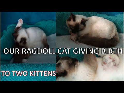 RAGDOLL CAT GIVING BIRTH TO TWO KITTENS + weigh-ins | Claudia GG