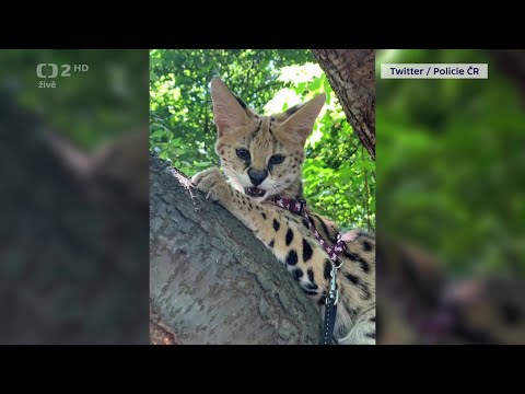 Chyby ČT # 339 – Dobré ráno (20. 9. 2022)