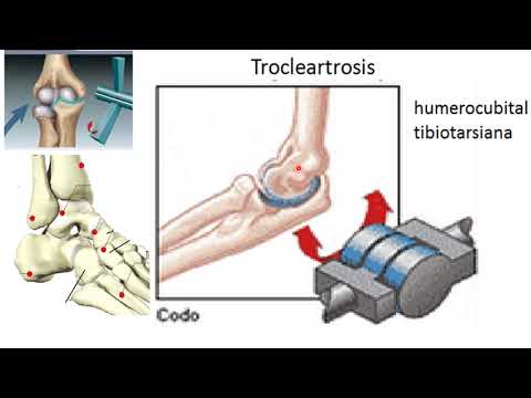 9 Articulaciones y movimientos
