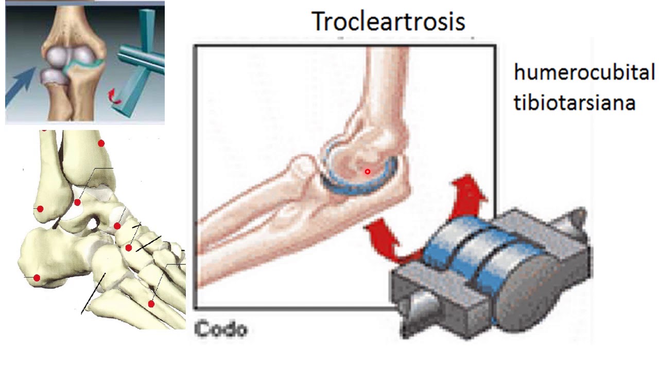 9 Articulaciones y movimientos