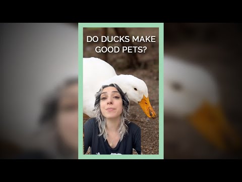 Do Ducks Make Good 'Pets'?