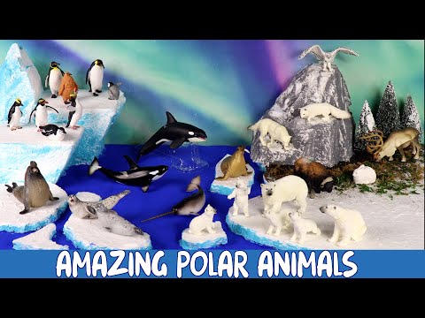 Meet the Amazing Polar Animals! | Build a Diorama of the Arctic & Antarctic