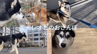 [おさんぽvlog] ポーランド暮らし愛犬ハスキー レオとの散歩動画！