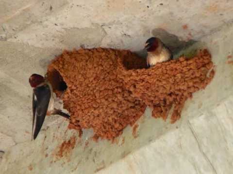 "Das Mädchen spricht" ~ (Brahms) Lorna Kelly