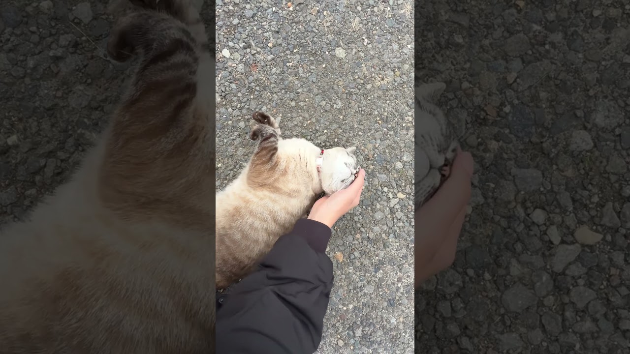 甘えん坊の半野良猫