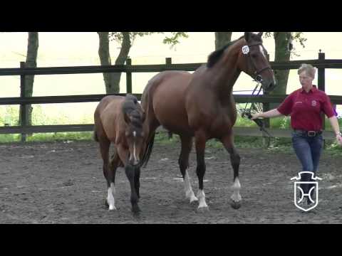 HEI227 Stutfohlen von Sandro Boy - Cormint - Caretino