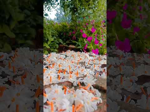 phoolo ke mousham #lovestatus #Flower song#pardesi #raja hindutani#Ameer khan song