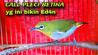 Download lagu Suara Pleci Betina Memanggil Jantan Terbaru mp3 Download lagu Suara Pleci Betina Memanggil Jantan Terbaru mp3