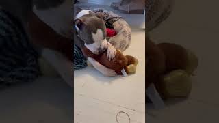 Video preview image #1 American Pit Bull Terrier-Unknown Mix Puppy For Sale in Germantown, OH, USA