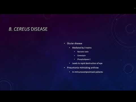 13 - Bacillus Part 02