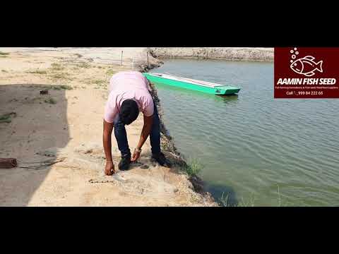 Fish farming in gujarat