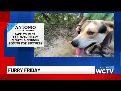 Furry Friday: Meet Antonio